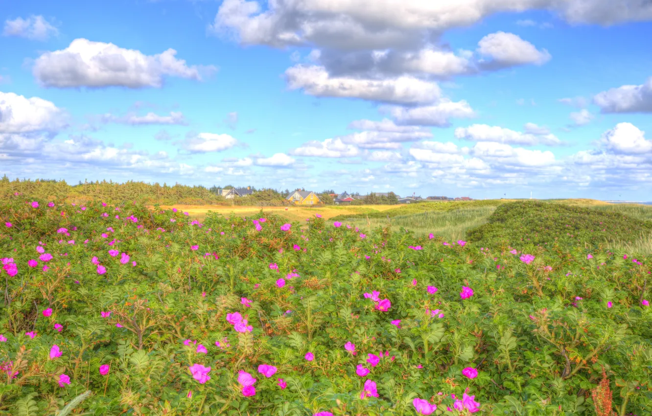 Photo wallpaper beach, the sky, clouds, flowers, field, home, the bushes