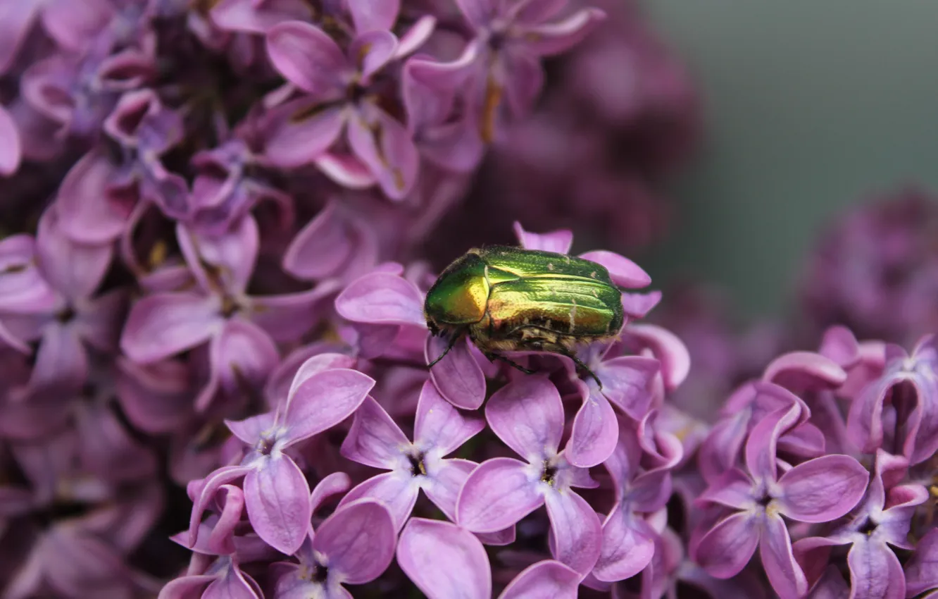 Photo wallpaper macro, flowers, nature, plant, beetle, insect, lilac, brantovka