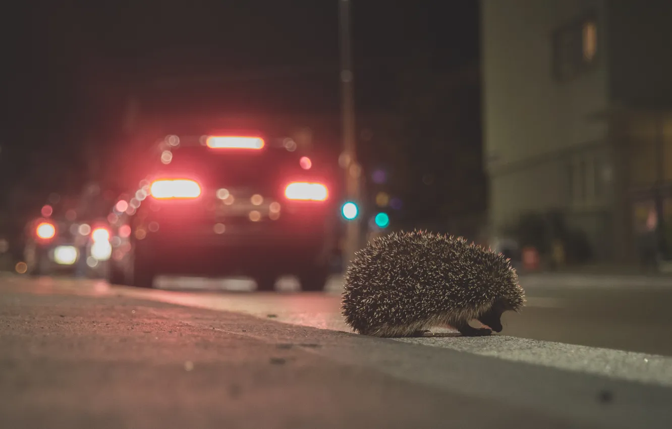 Photo wallpaper street, barb, muzzle, hedgehog