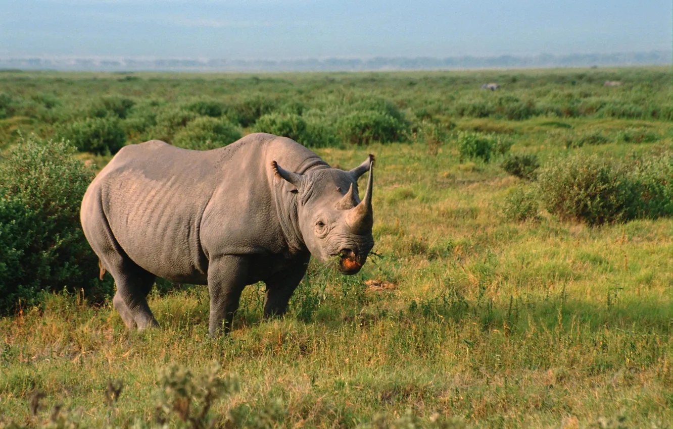 Photo wallpaper grass, dal, plain, horns, Rhino