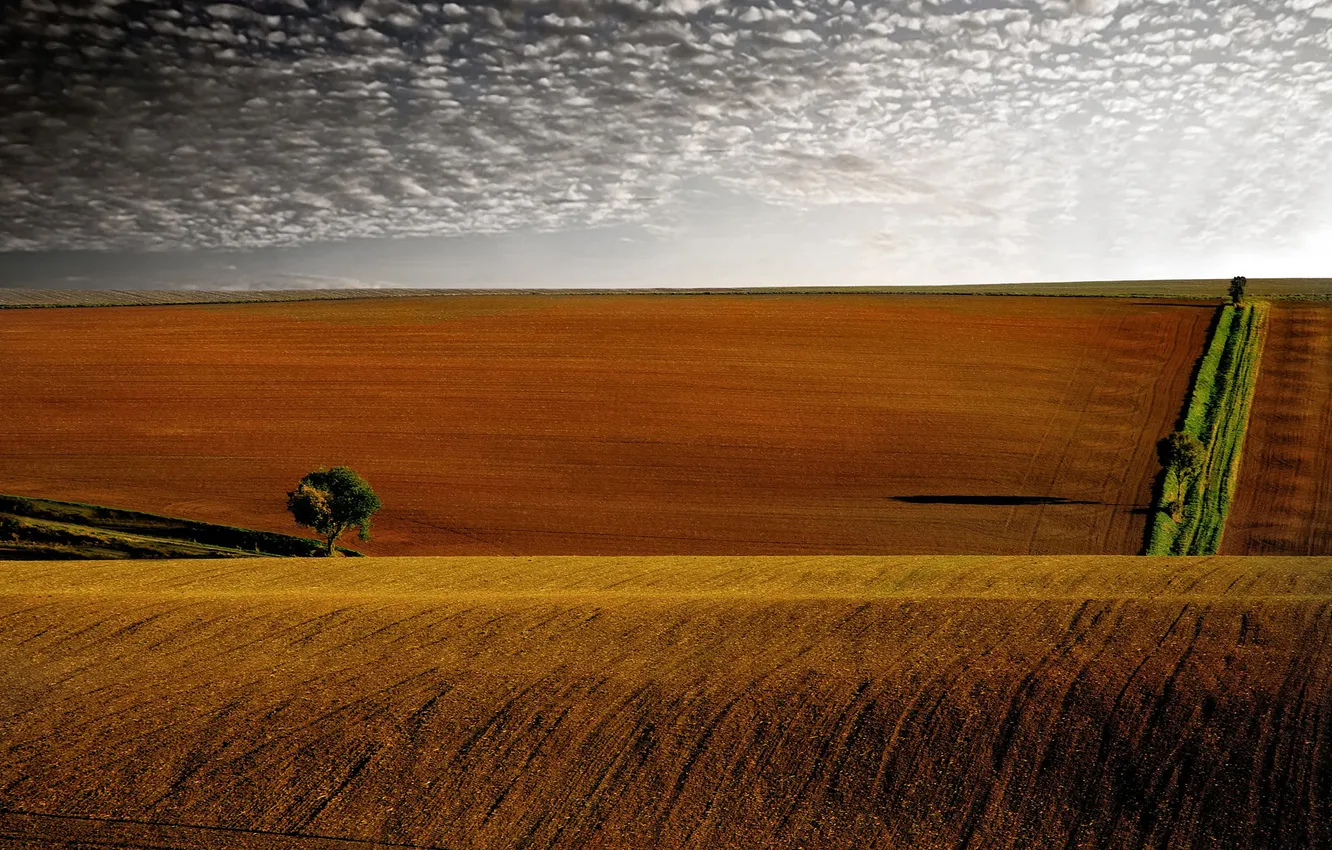 Photo wallpaper field, the sky, clouds, trees, hills, the evening, horizon