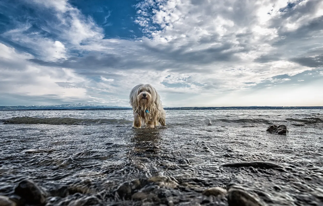 Photo wallpaper look, water, nature, each, dog