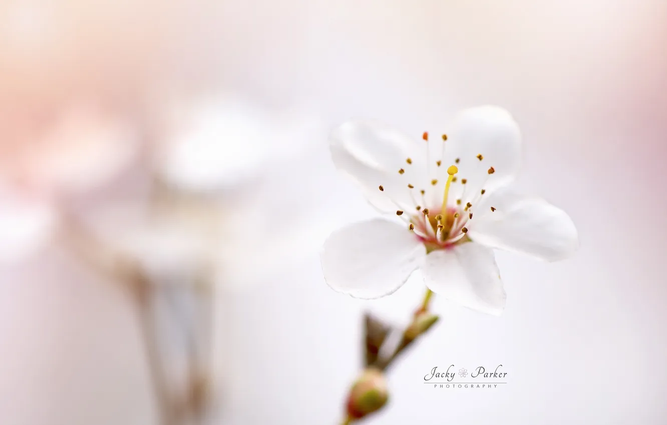 Photo wallpaper flowers, spring, bokeh
