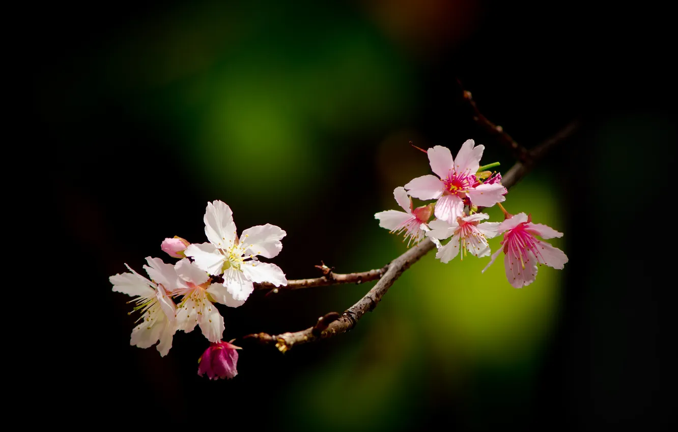 Photo wallpaper flowers, cherry, glare, branch
