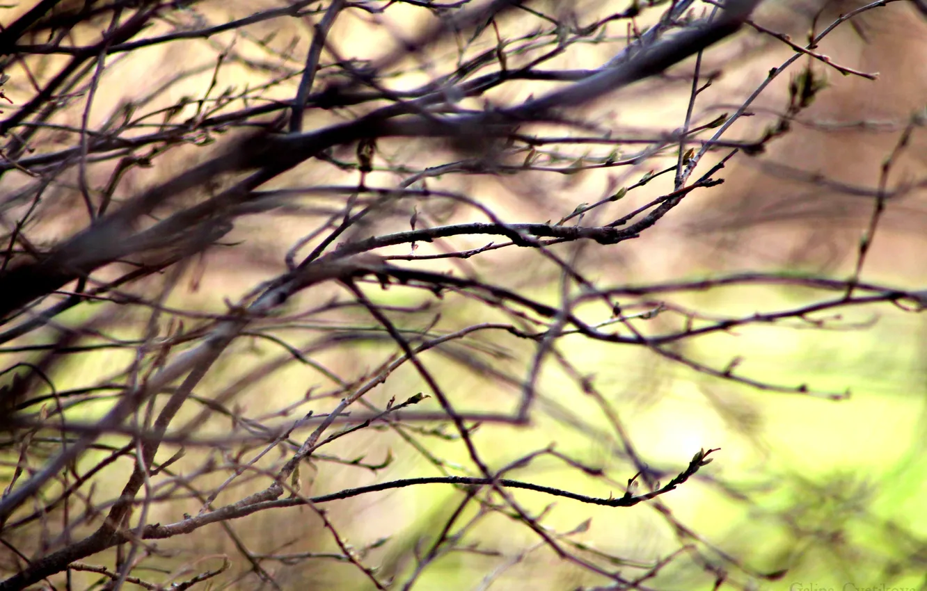 Photo wallpaper branches, spring, blur, leaves
