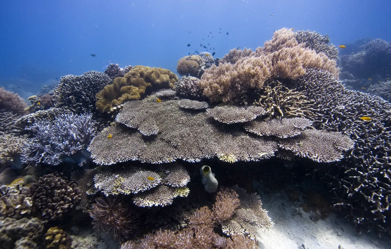 Photo wallpaper underwater, sea, ocean, diving, tropical, coral, coralsea