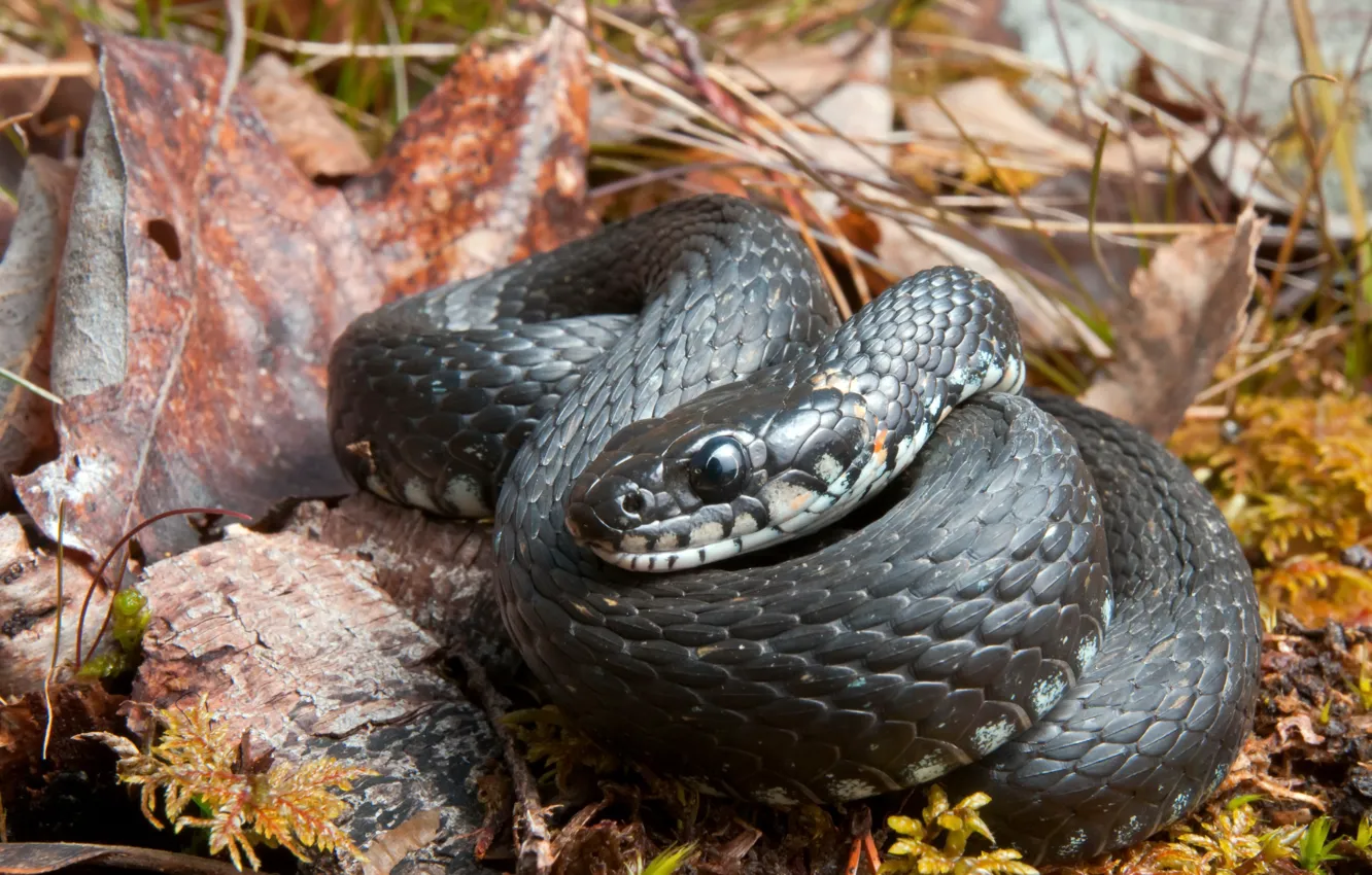 Photo wallpaper nature, Natrix natrix, Grass snake