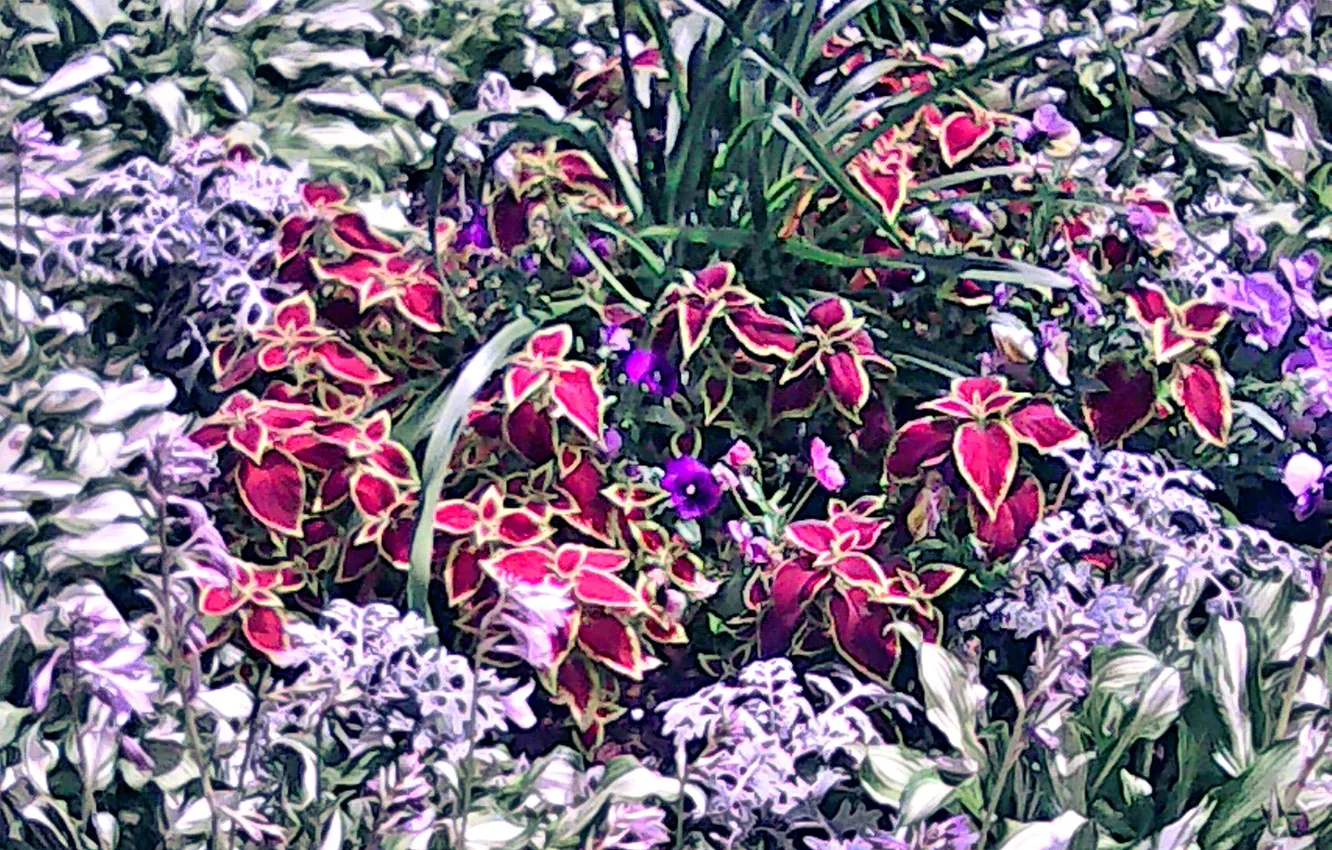 Photo wallpaper flowers, Summer 2025, Coleus