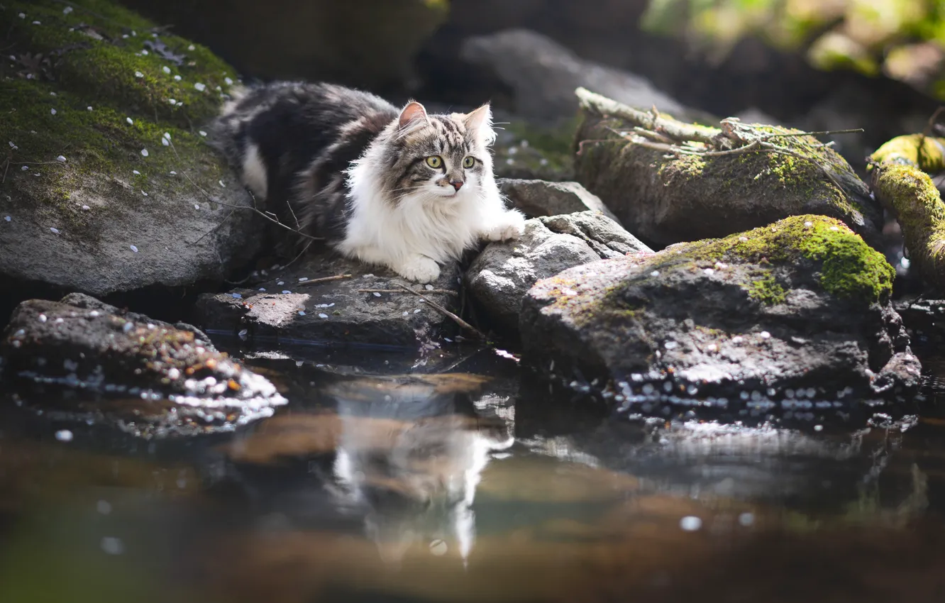 Photo wallpaper cat, cat, water, reflection, stones, fluffy