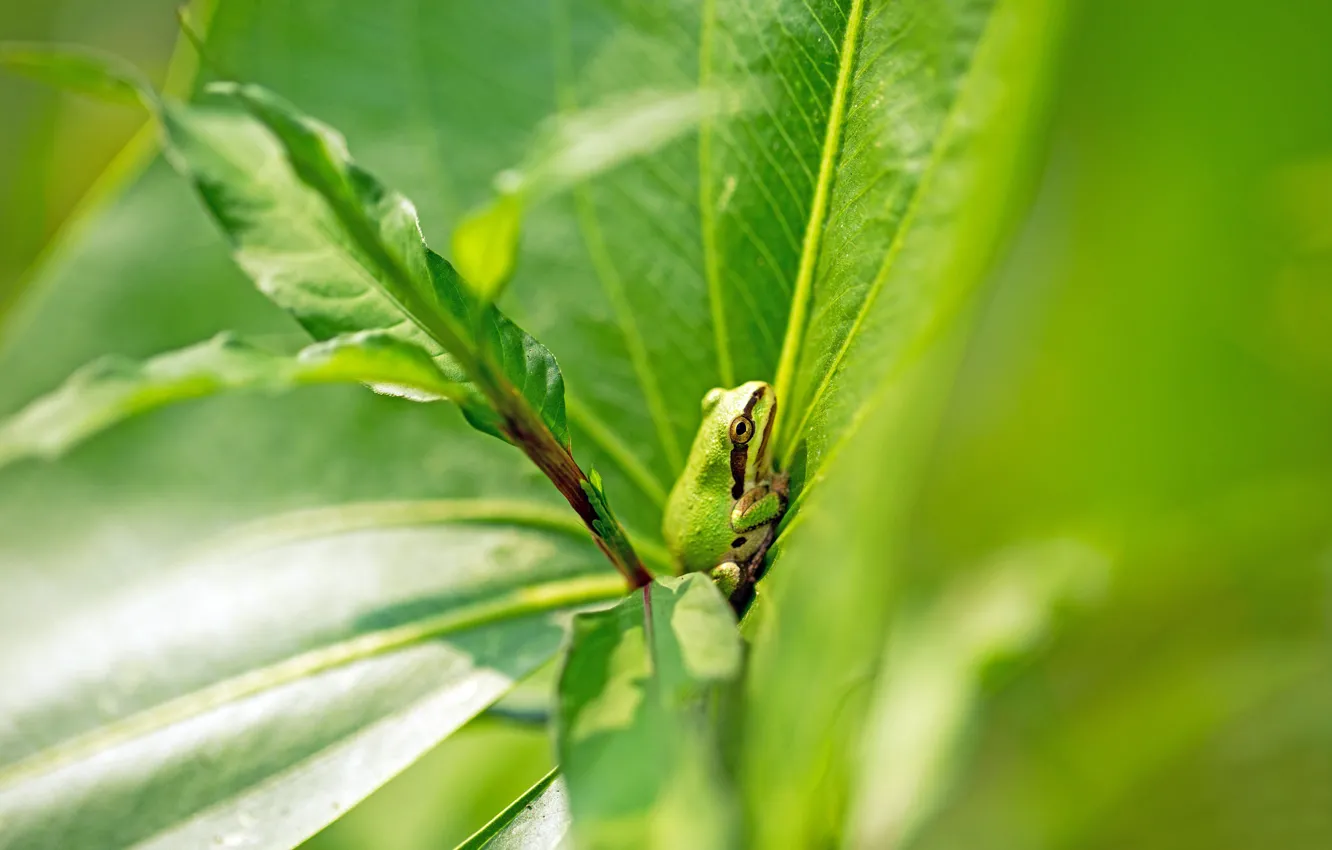 Photo wallpaper grass, leaves, nature, frog, green