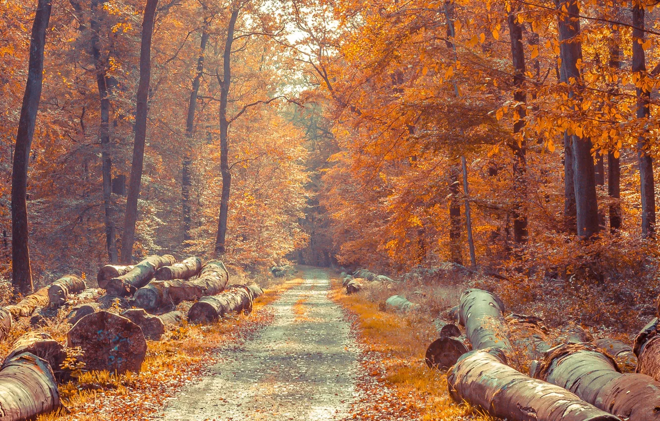 Photo wallpaper road, forest, Autumn, logs