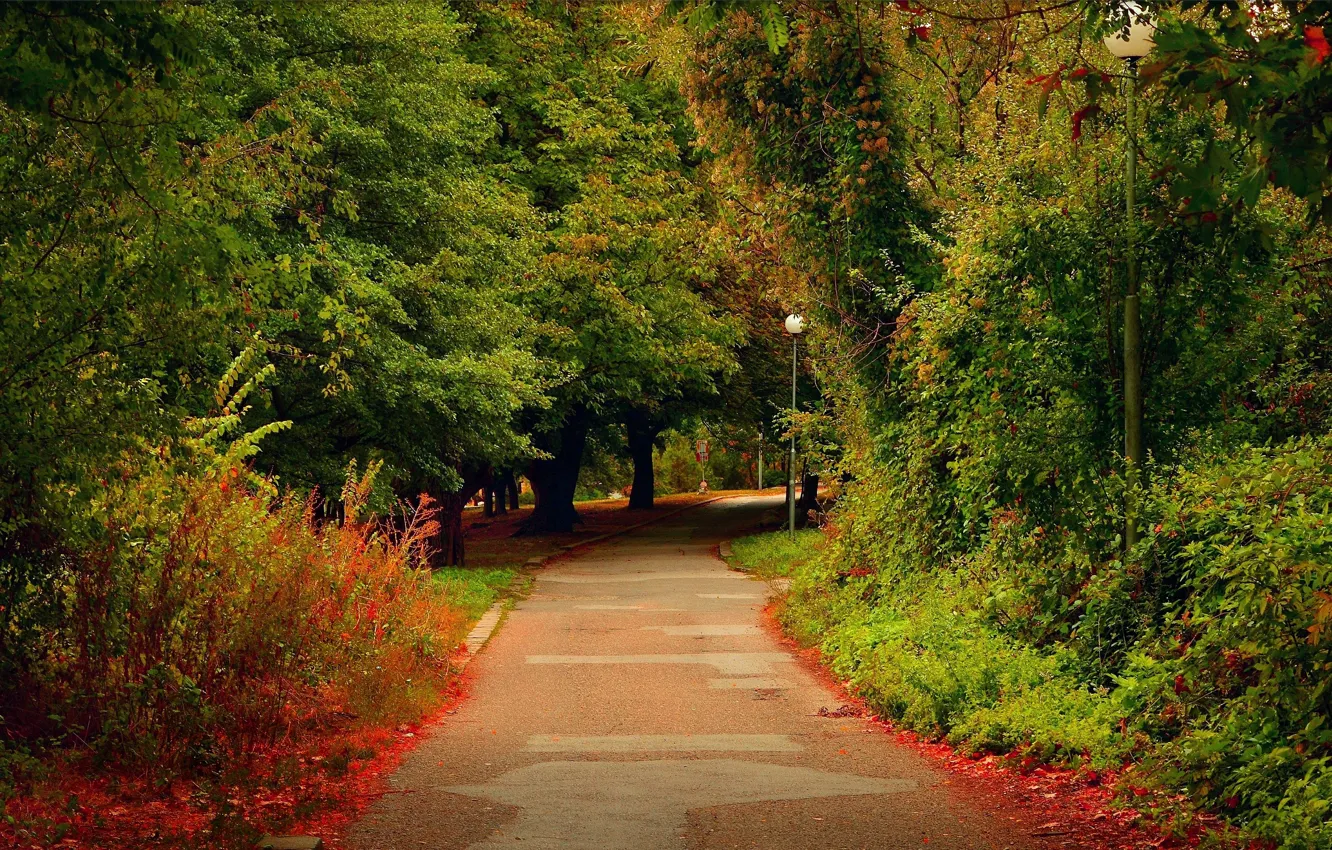 Photo wallpaper trees, Park, lights, track, trees, park, path