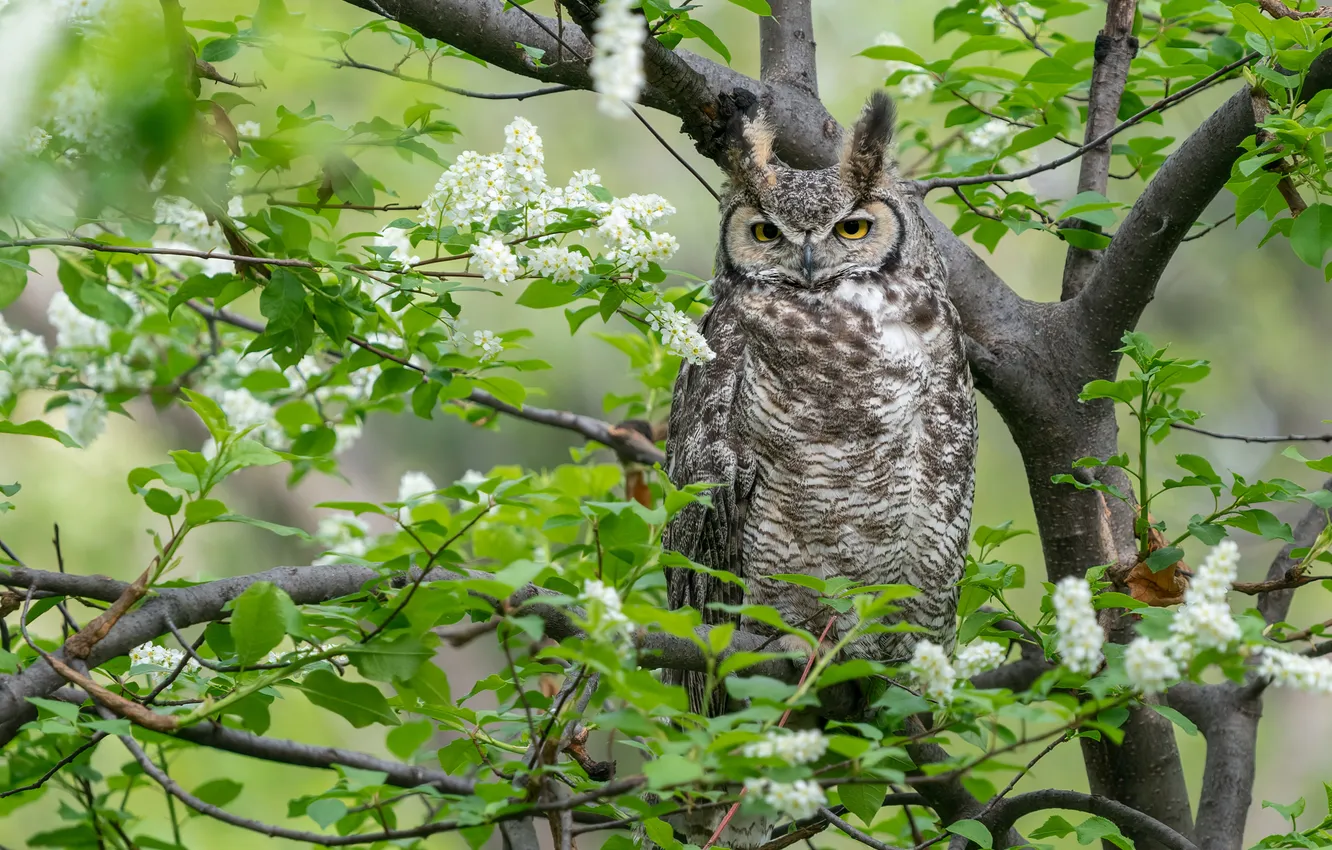 Photo wallpaper greens, leaves, trees, flowers, branches, owl, bird, spring