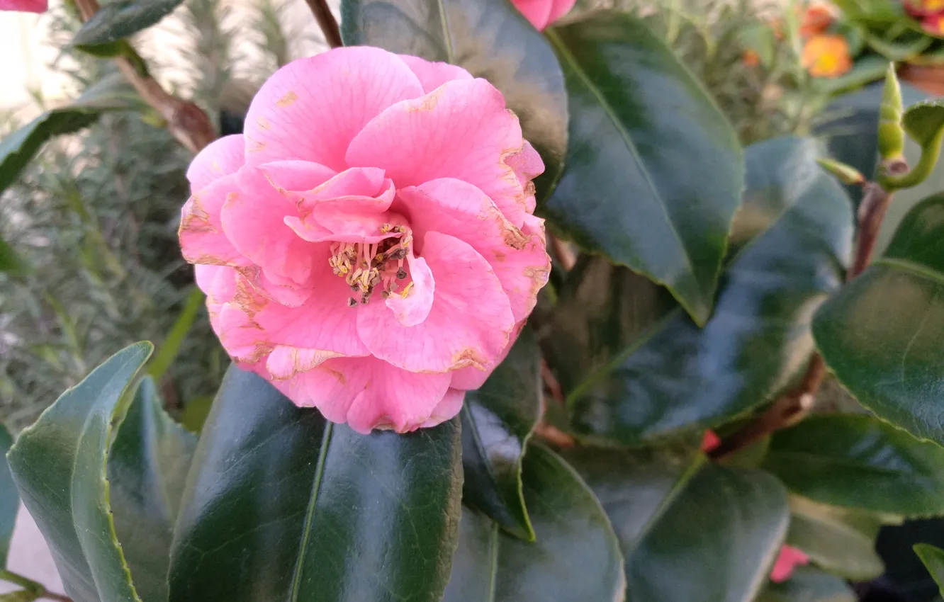 Photo wallpaper Flower, Pink flower, Pink flower