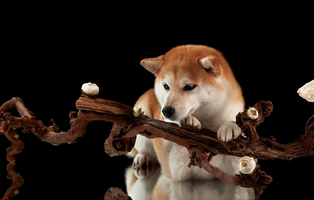 Photo wallpaper dog, snag, black background, Shiba inu