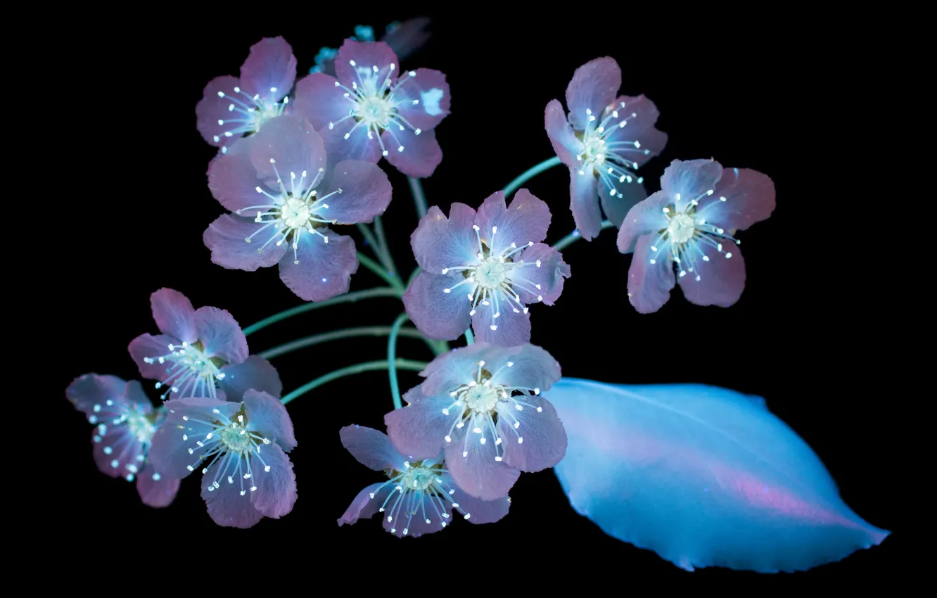 Photo wallpaper flowers, black background, macOS