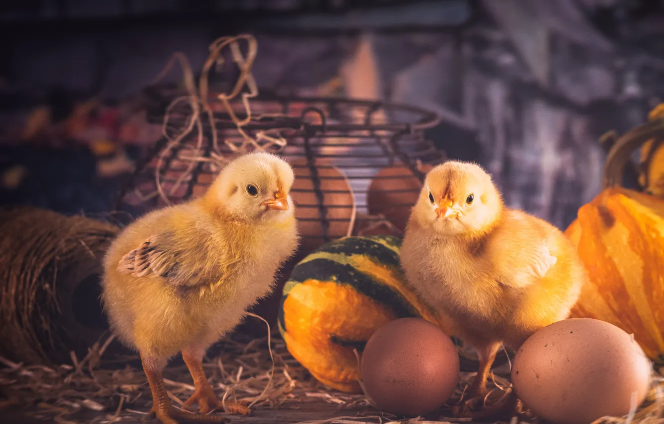 Photo wallpaper chickens, eggs, pumpkin, Chicks