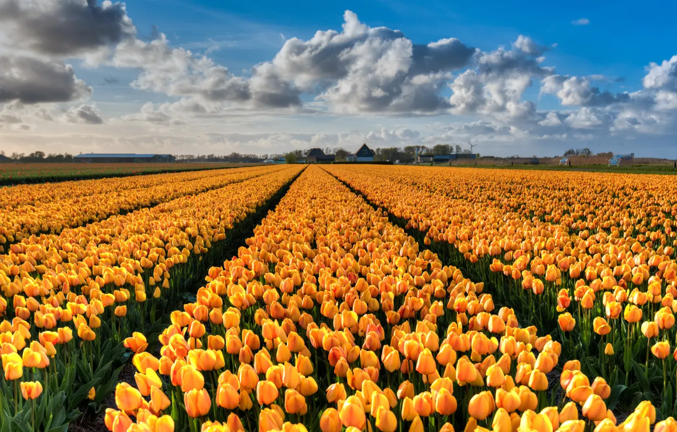 Photo wallpaper field, clouds, flowers, yellow, blue, beauty, spring, tulips