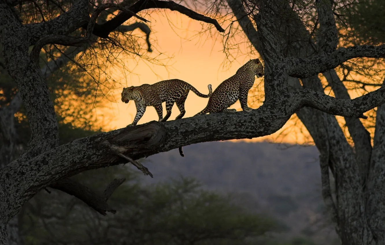 Photo wallpaper cats, nature, tree, Africa, Kenya