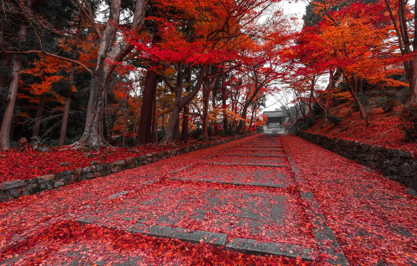 Photo wallpaper autumn, leaves, Park, stage, alley, the crimson