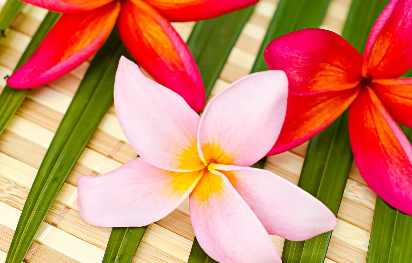 Photo wallpaper flowers, leaf, flowers, leaves, delicate flowers, delicate flowers