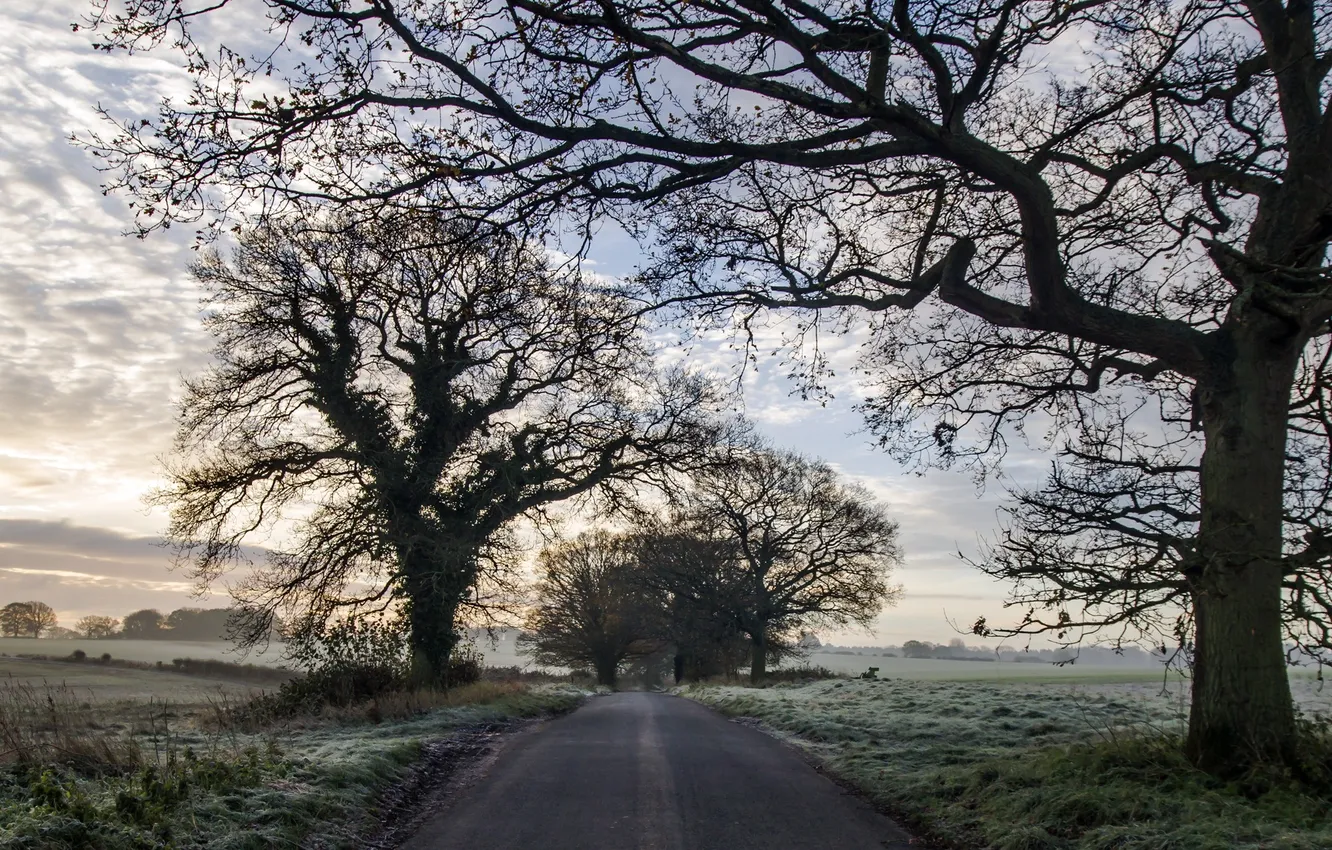 Photo wallpaper road, autumn, trees