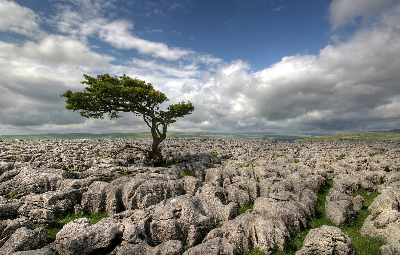 Photo wallpaper field, stones, tree