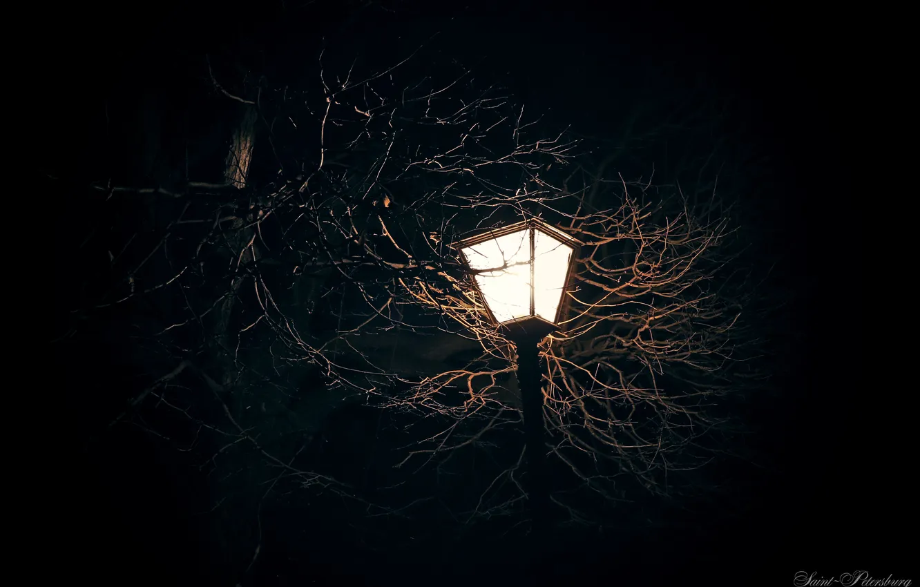 Photo wallpaper light, trees, night, branches, lights, Saint Petersburg, light, night