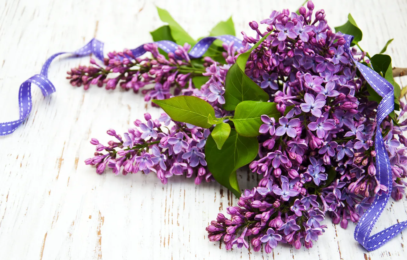 Photo wallpaper bouquet, tape, lilac, Olena Rudo