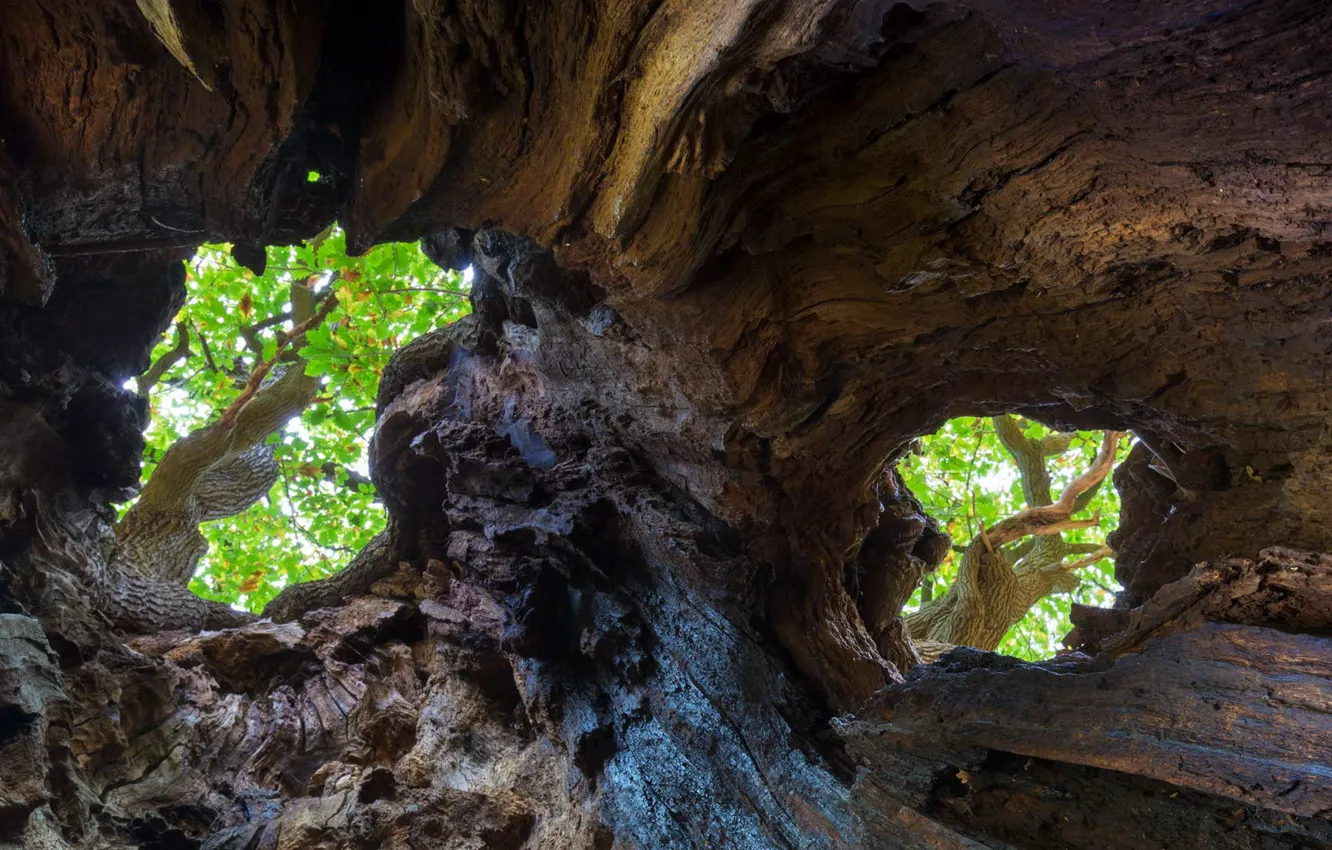 Photo wallpaper tree, England, the hollow, oak, Sherwood forest