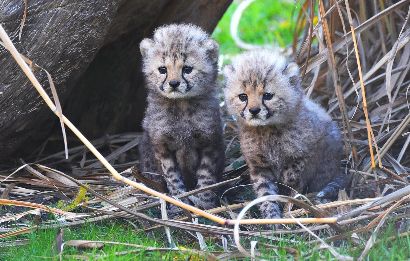 Photo wallpaper grass, look, nature, two, baby, pair, Cheetah, cub