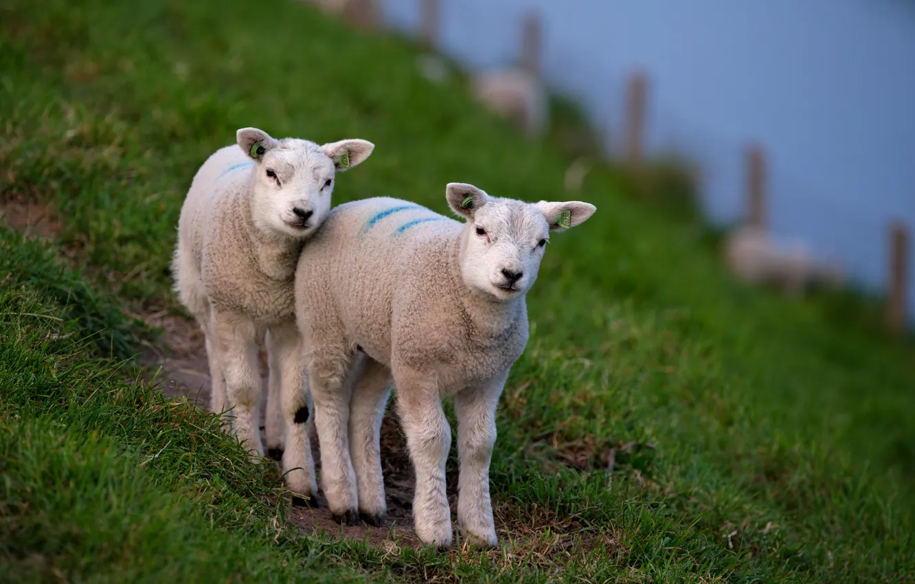 Photo wallpaper grass, a couple, lamb