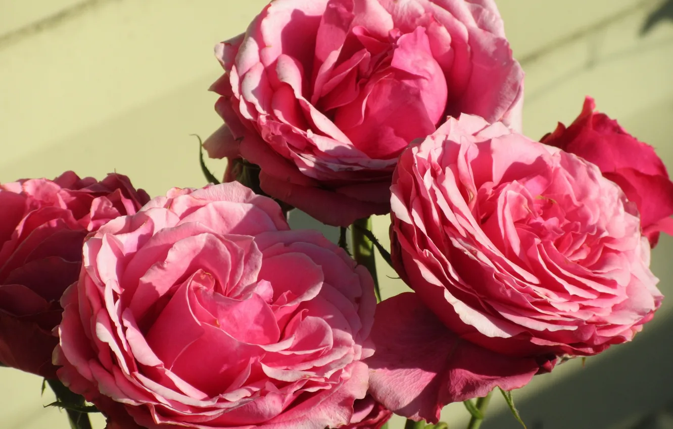 Photo wallpaper roses, pink, the bushes, Meduzanol ©