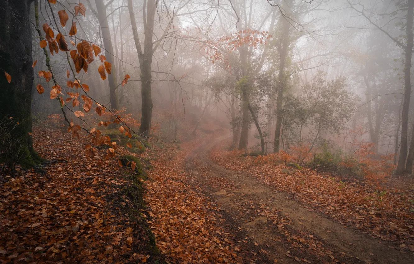 Photo wallpaper autumn, forest, branches, fog, foliage
