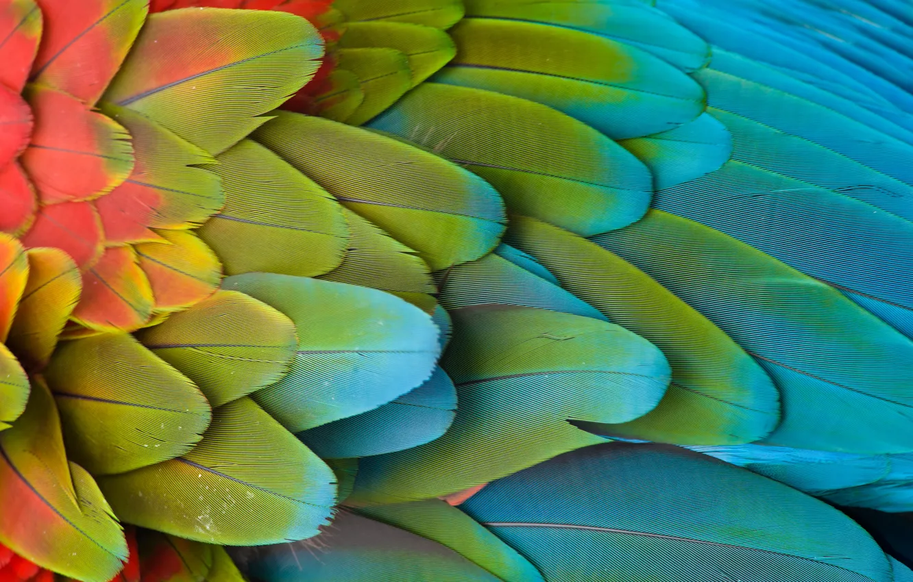 Photo wallpaper wings, feathers, parrot
