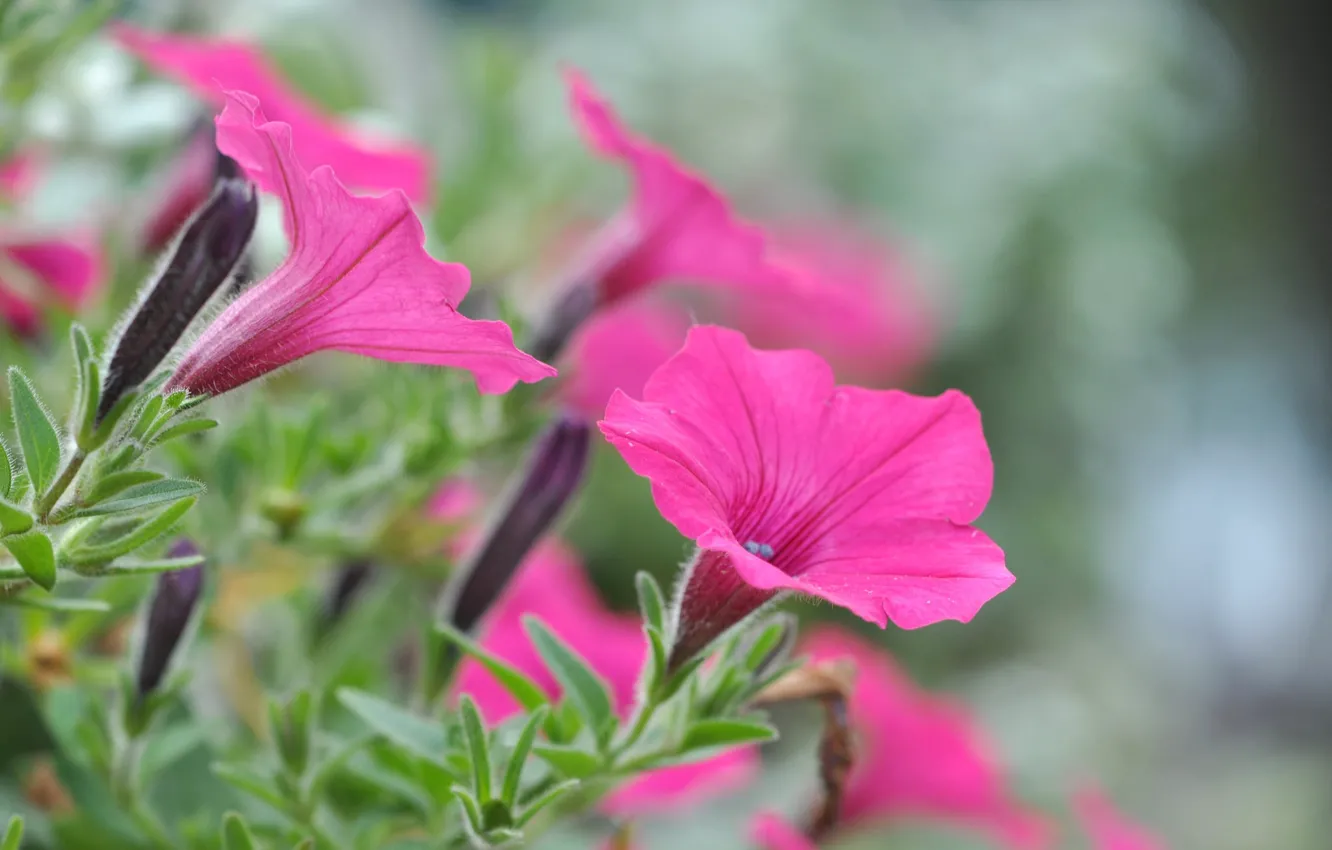Photo wallpaper nature, petals, Petunia, Petunia