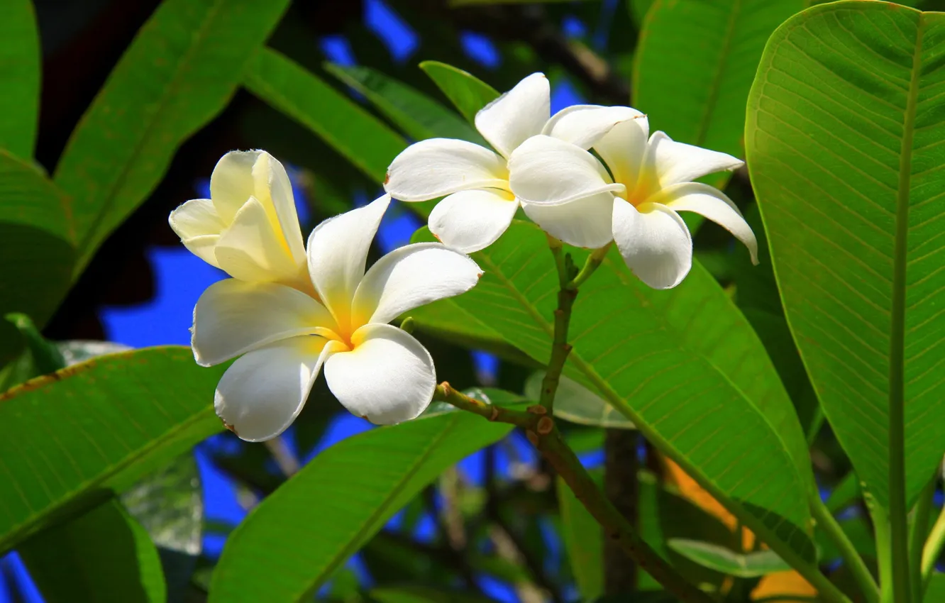 Photo wallpaper leaves, trees, petals, plumeria