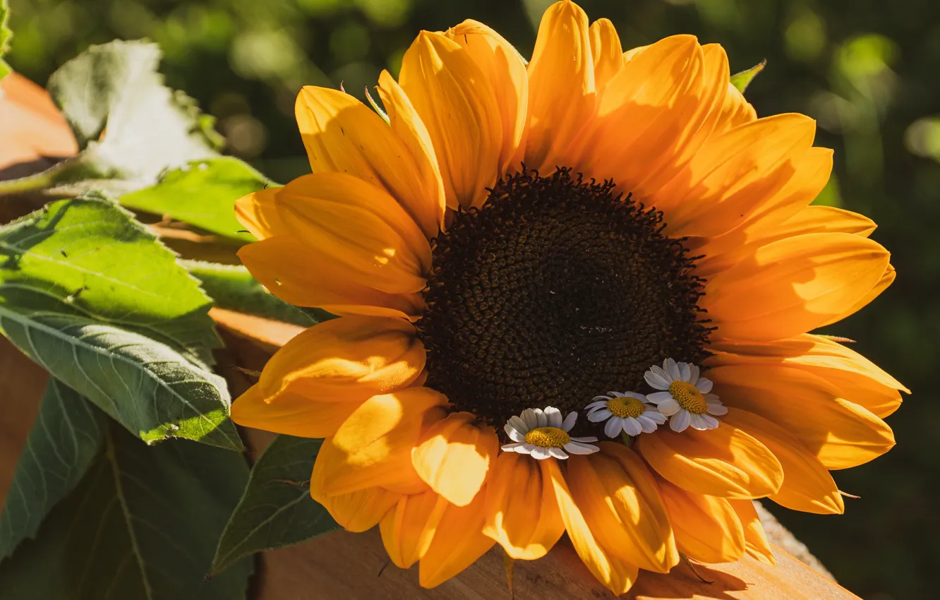 Photo wallpaper flowers, macro, chamomile, yellow, sunflowers