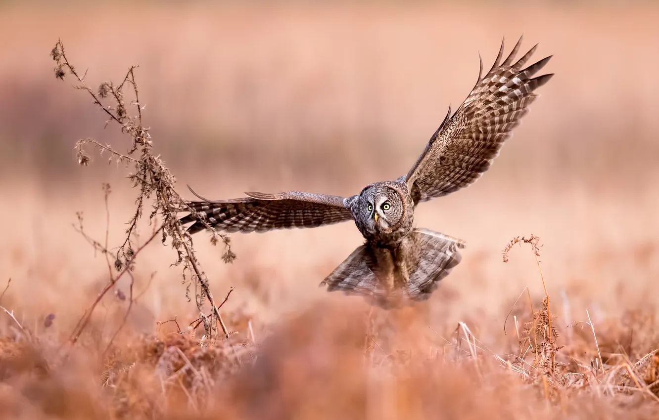 Photo wallpaper field, flight, branches, owl, bird, bokeh, owl, wingspan
