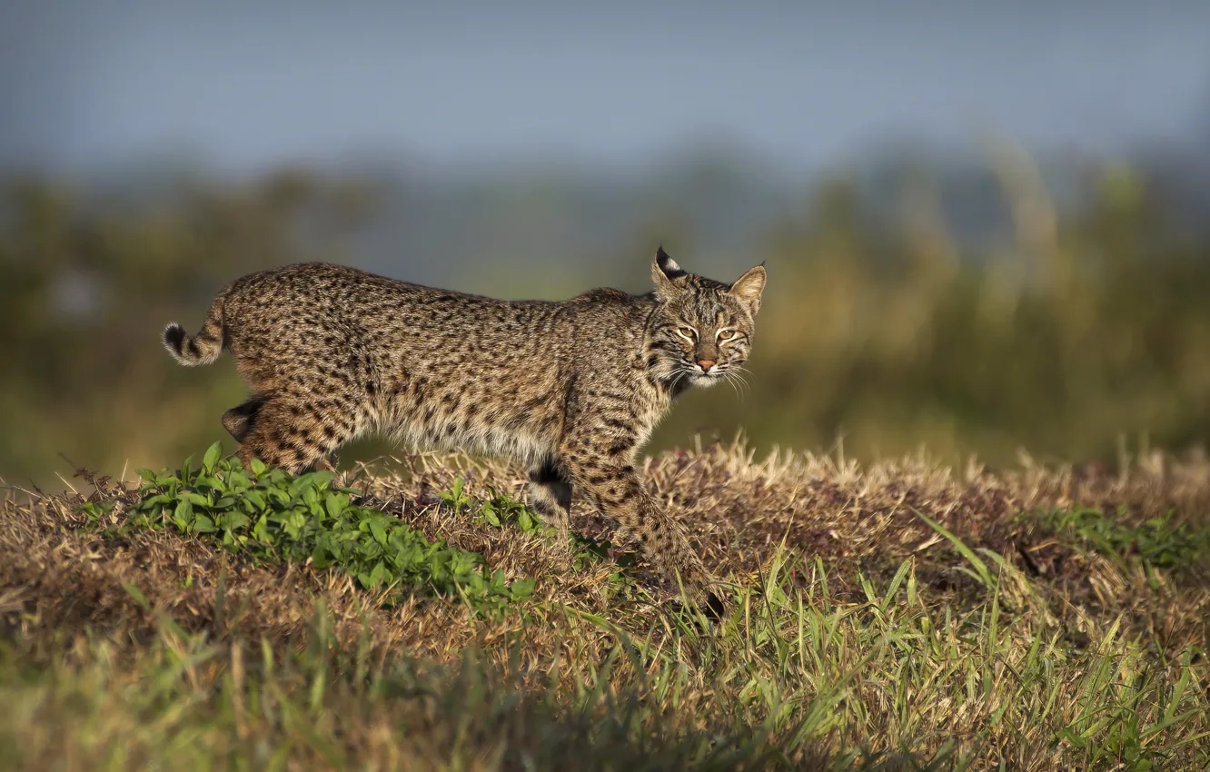 Photo wallpaper walk, lynx, sneaks