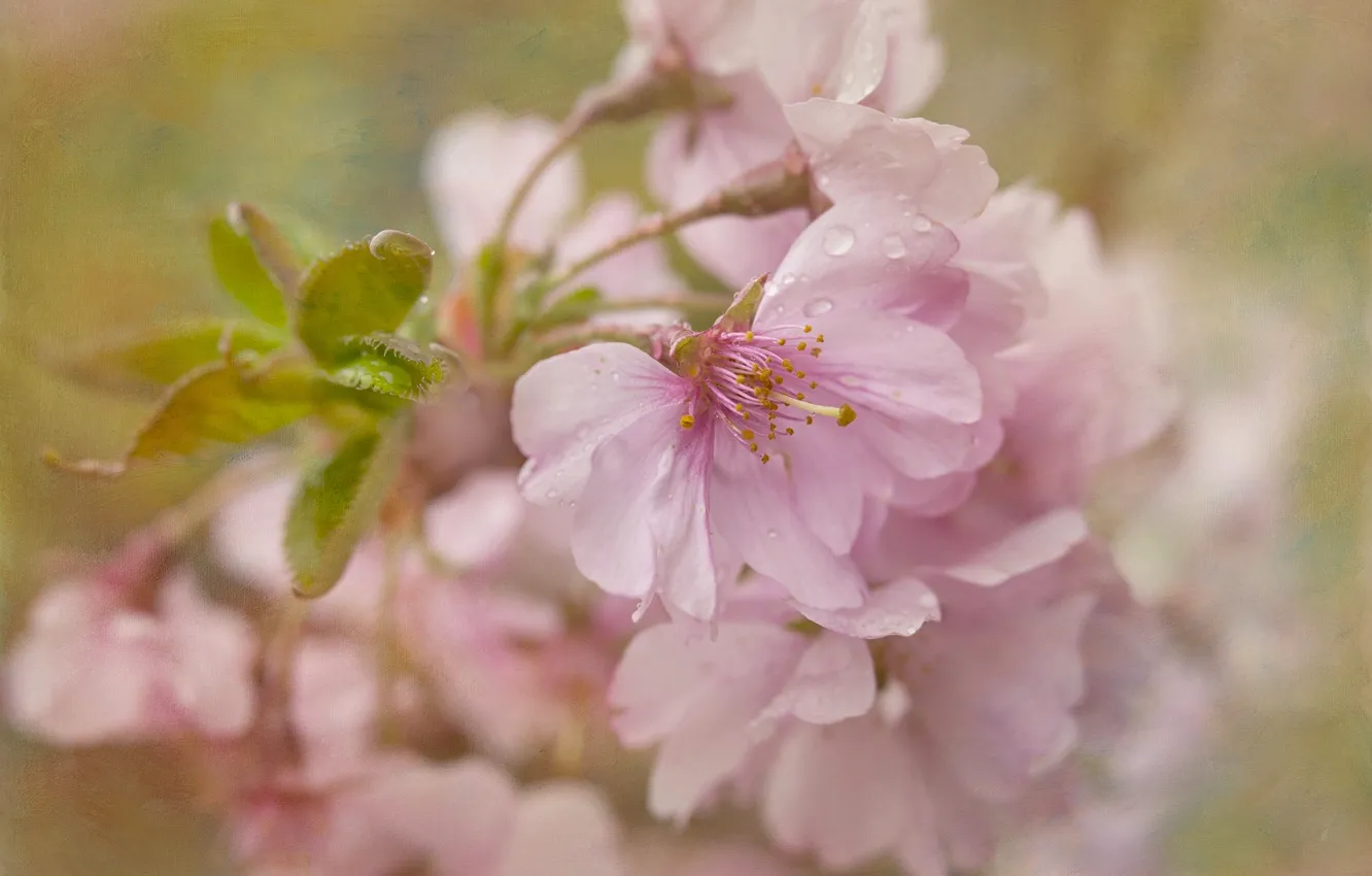 Photo wallpaper macro, cherry, texture, Sakura, flowering, flowers