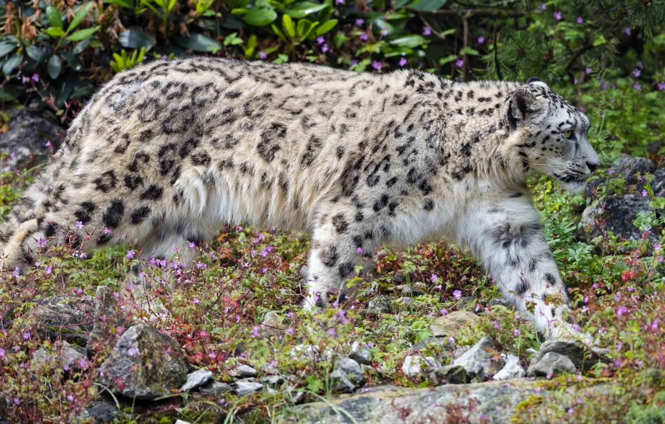 Photo wallpaper predator, IRBIS, snow leopard