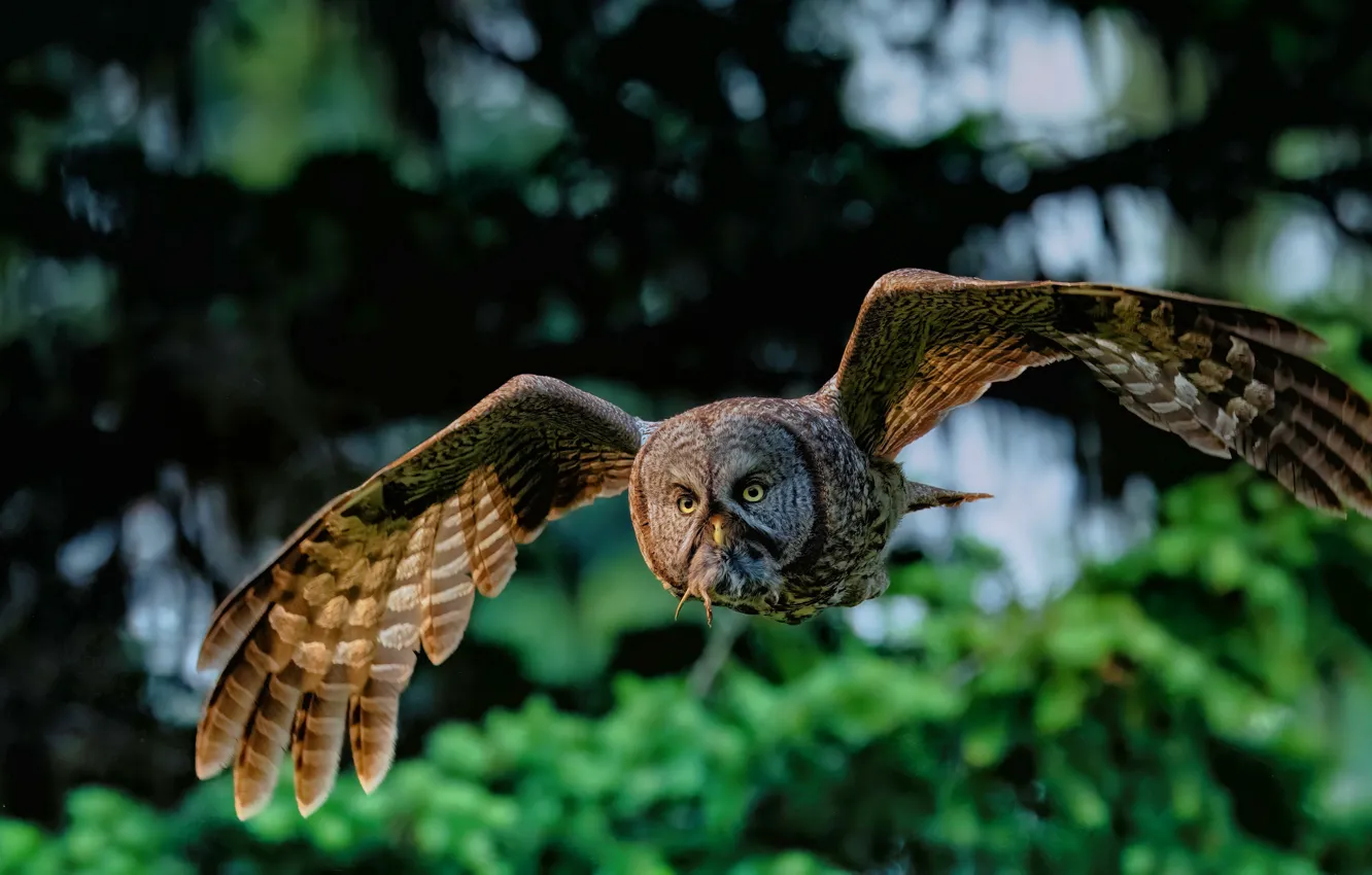 Photo wallpaper flight, owl, bird, mining