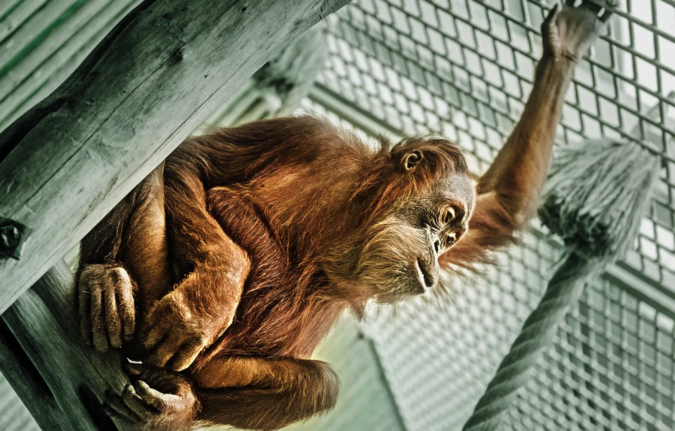 Photo wallpaper look, monkey, Sumatran Orangutans