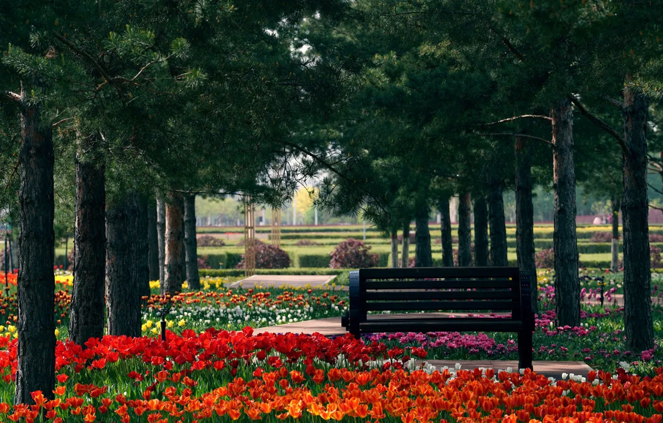 Photo wallpaper trees, flowers, bench, branches, red, Park, spring, garden