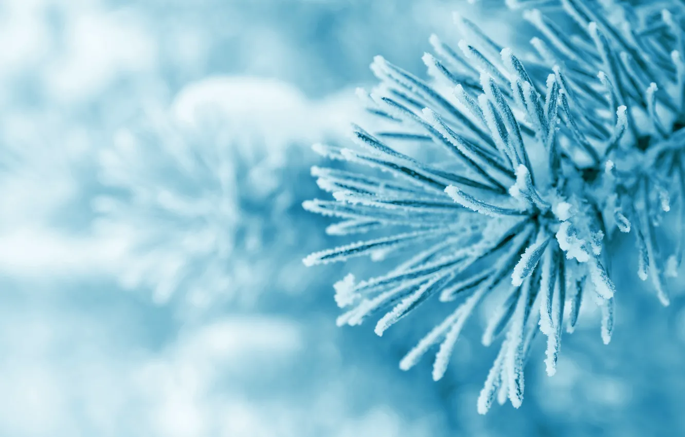 Photo wallpaper ice, winter, frost, macro, snow, trees, branches, nature