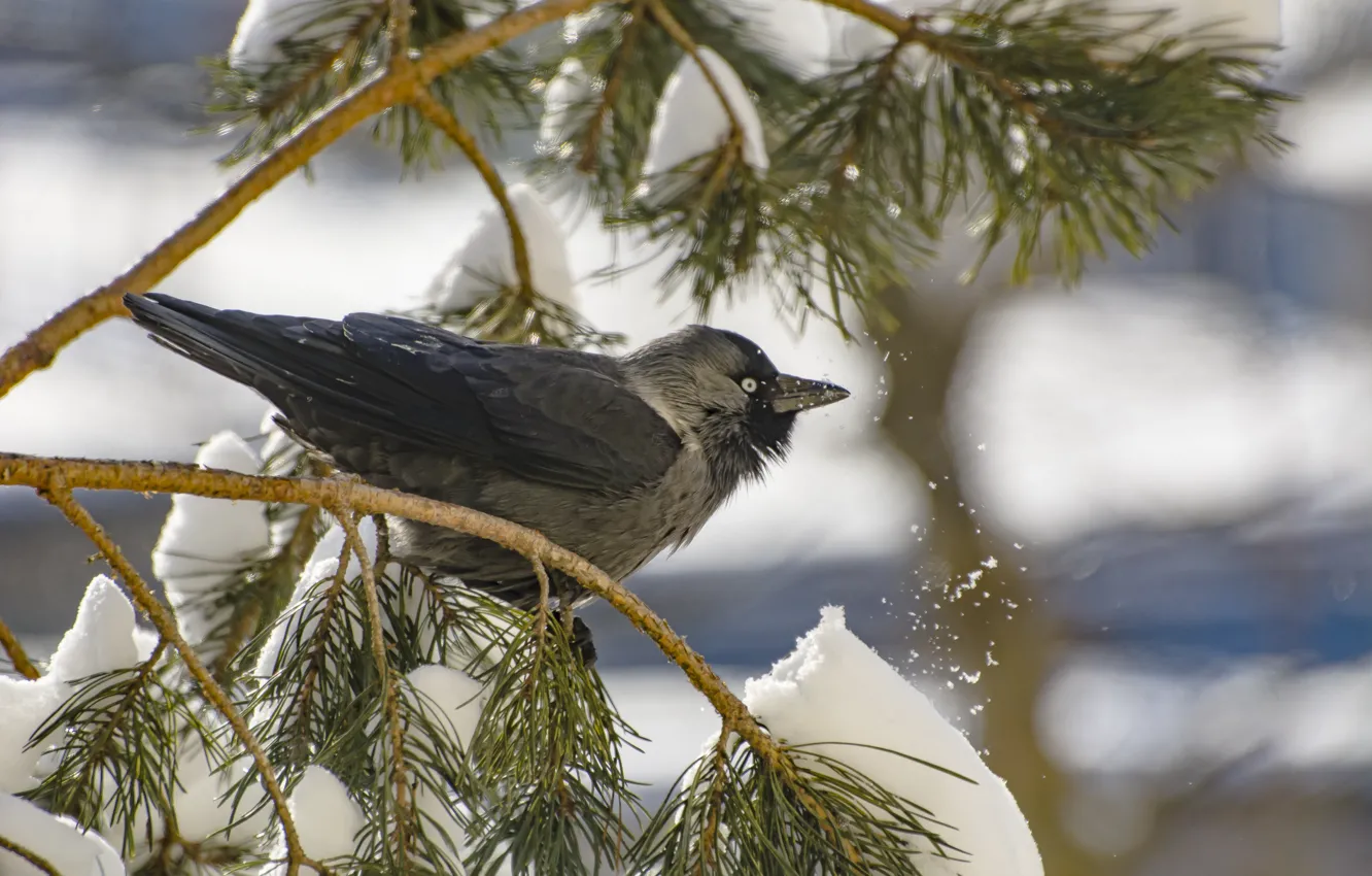 Photo wallpaper winter, snow, bird, jackdaw