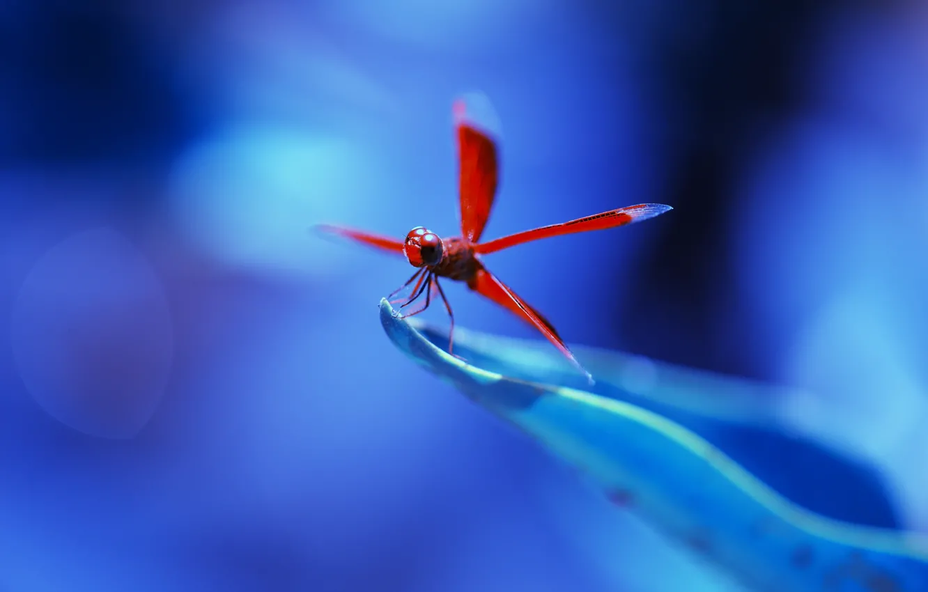 Photo wallpaper red, flower, nature, blue, dragonfly, leaf, insect, vegetation