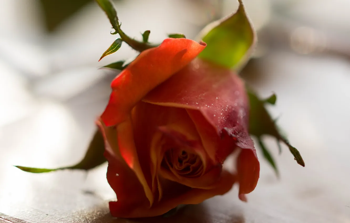 Photo wallpaper macro, flowers, roses