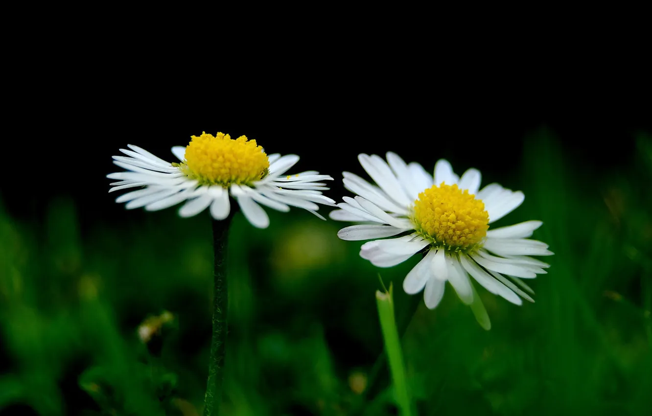 Photo wallpaper field, flowers, chamomile